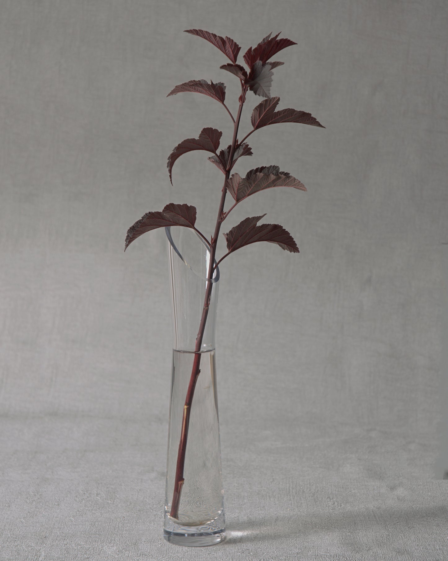 Ninebark — Fresh Cut Stems
