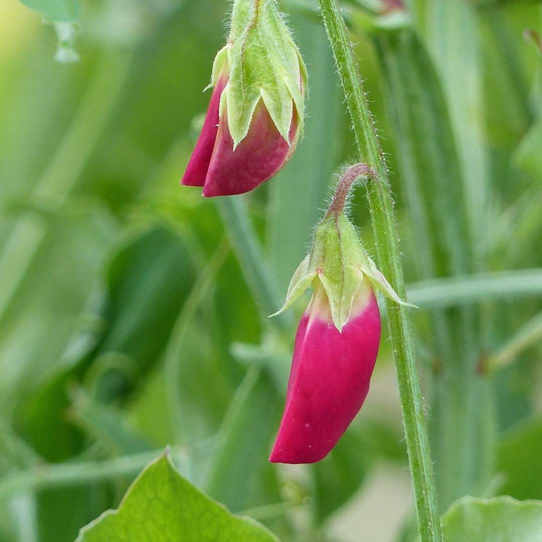 Sweetpea-Millenium x 15 seeds
