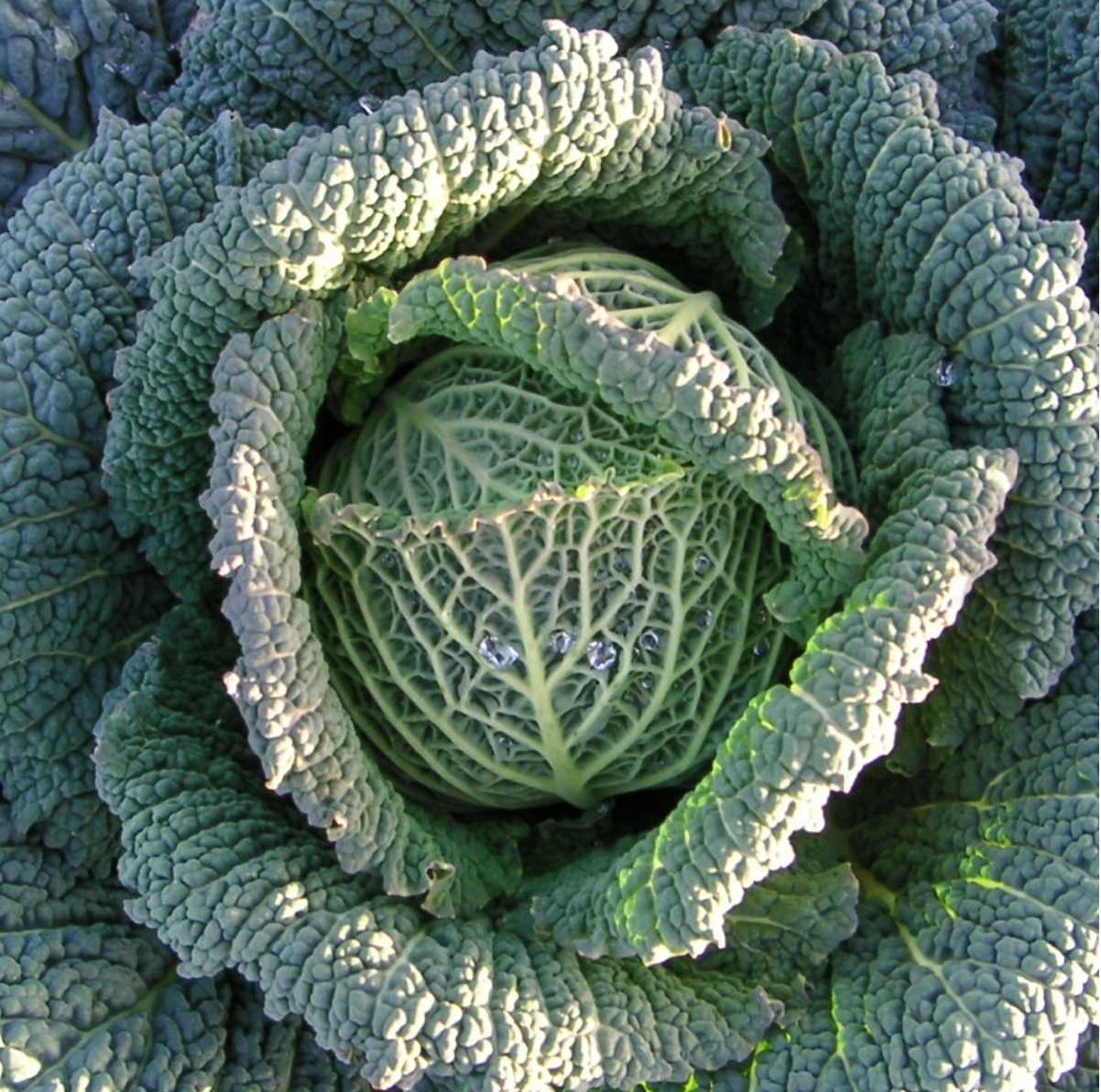 Cabbage Endurance F1 seeds packet – UK winter hardy hybrid for high-yield vegetable gardens