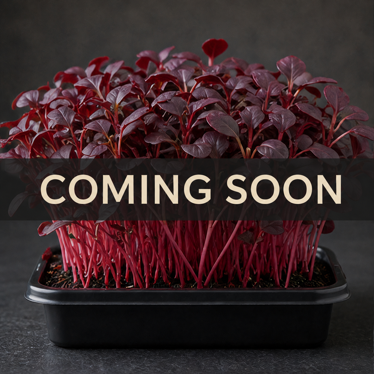 Fresh amaranth microgreens — coming soon