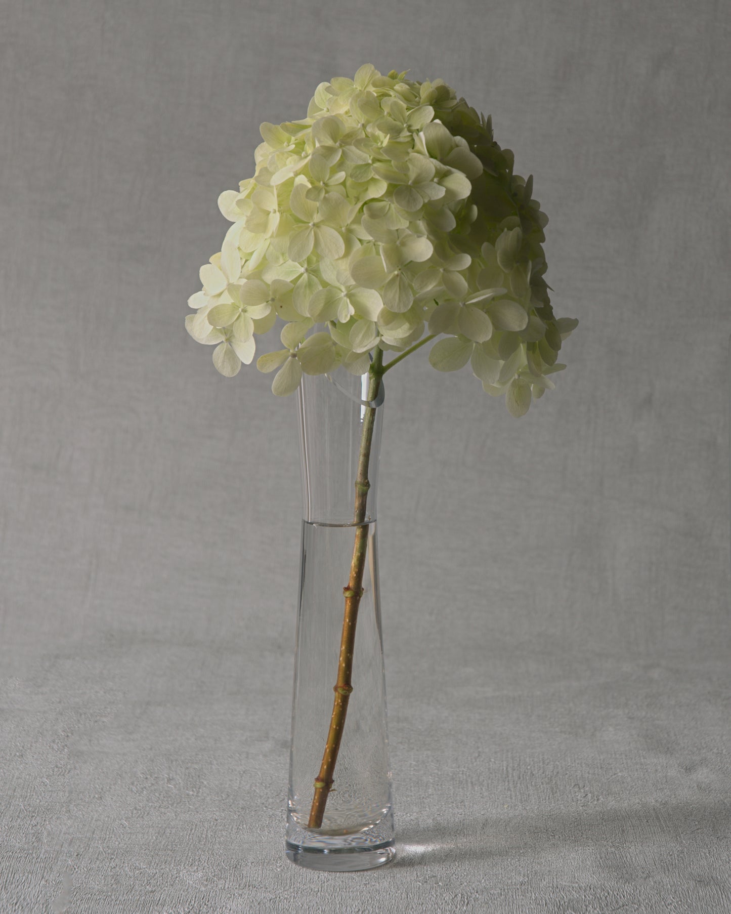 Limelight Hydrangea — Fresh Cut Stems
