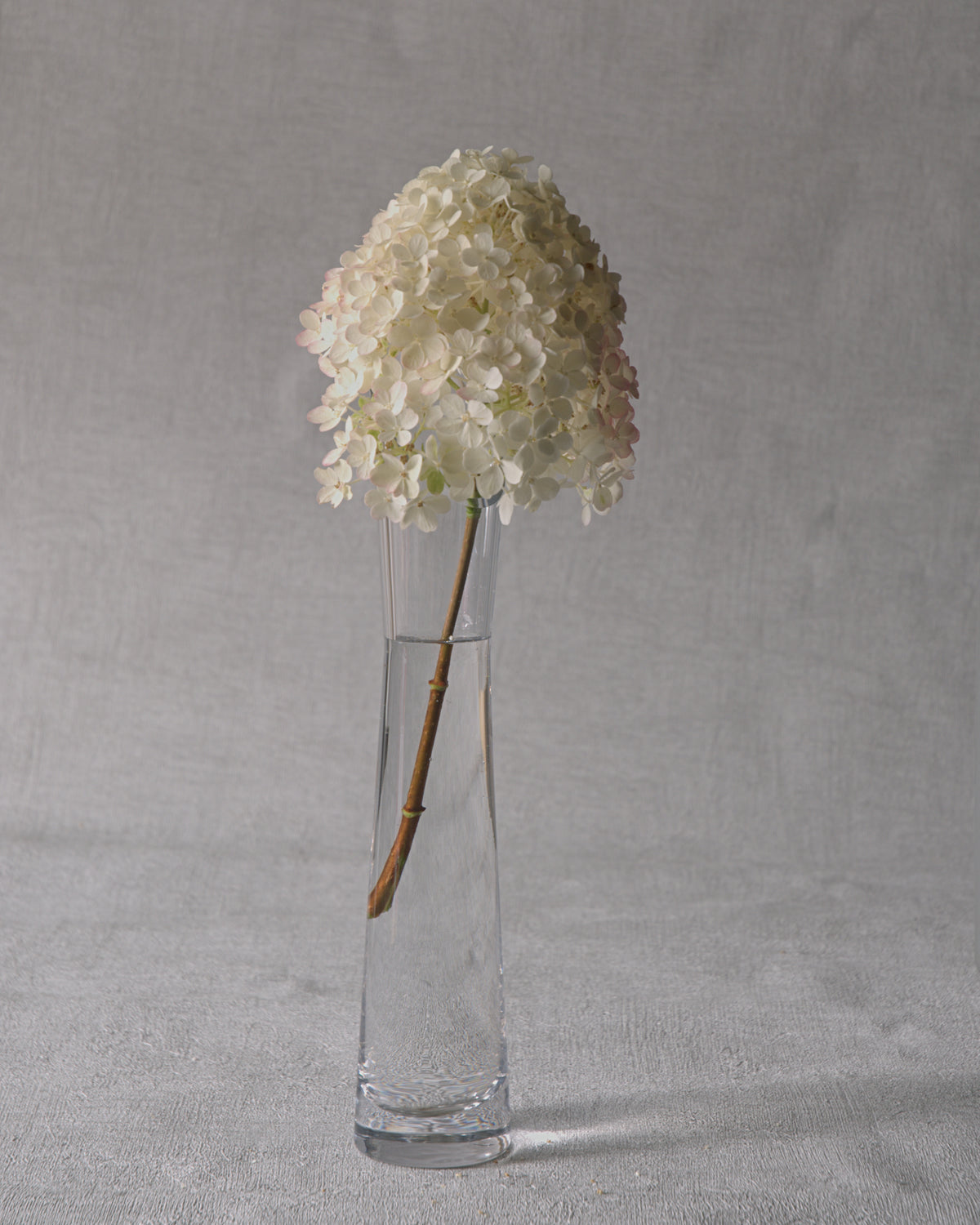 Unique Hydrangea — Fresh Cut Stems
