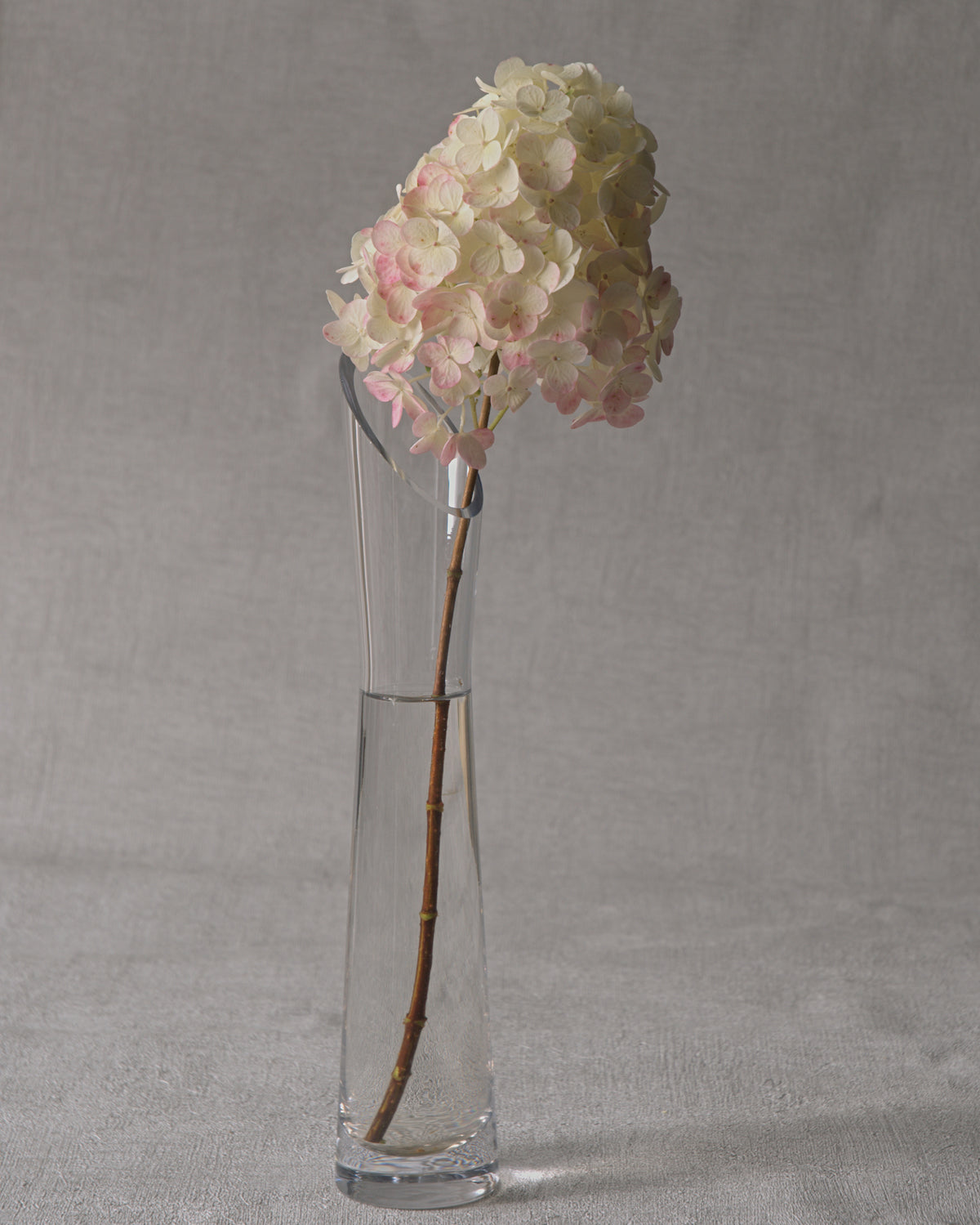 Vanille Fraise Hydrangea — Fresh Cut Stems