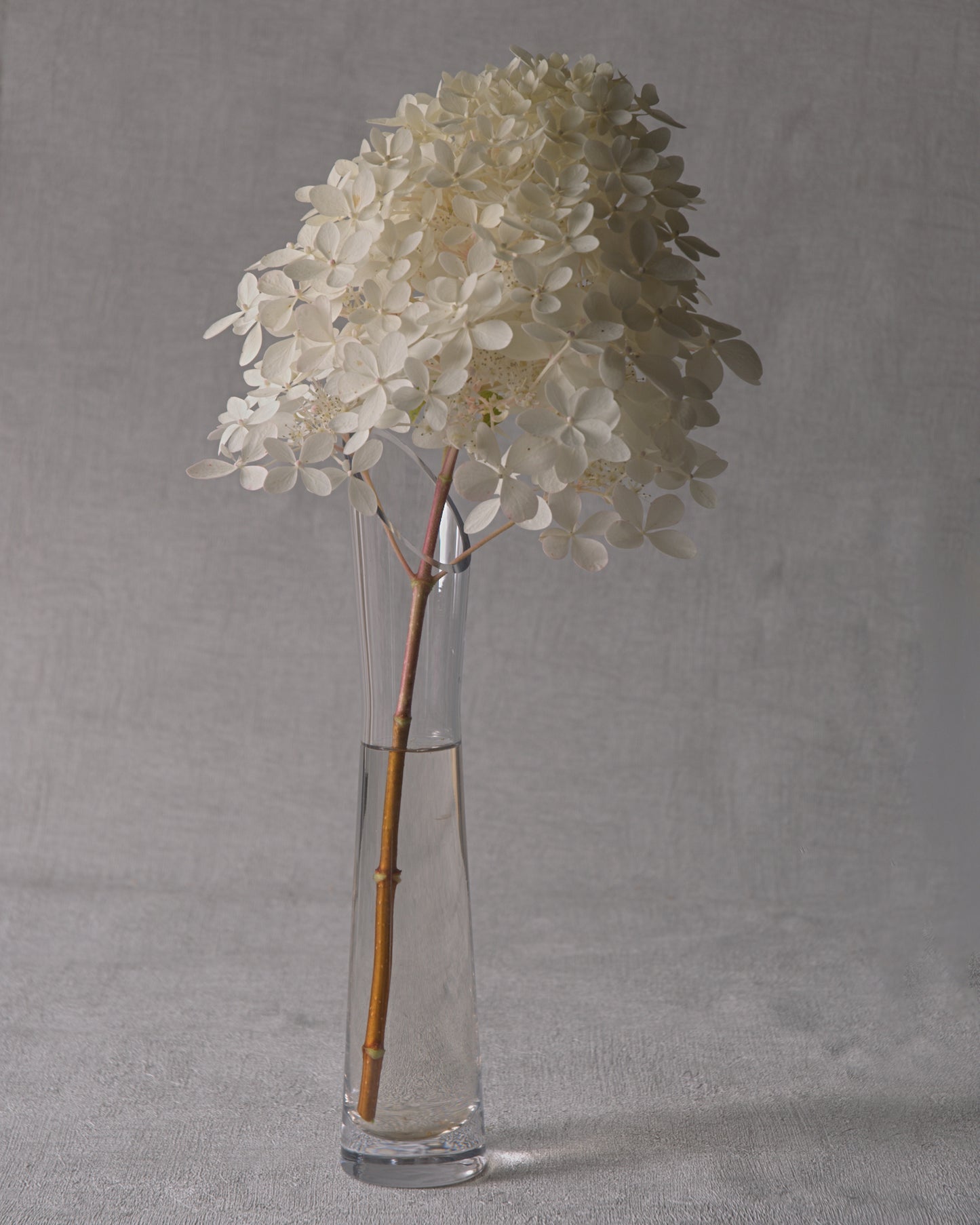 Grandiflora (PeeGee) Hydrangea — Fresh Cut Stems