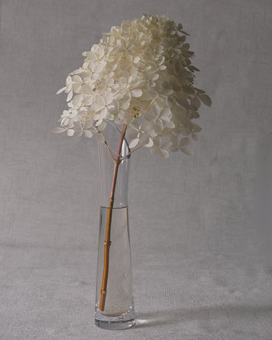 Grandiflora (PeeGee) Hydrangea — Fresh Cut Stems