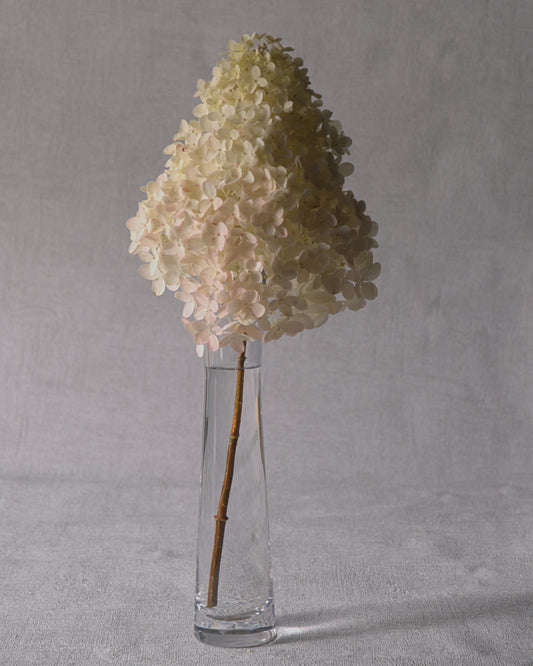 Bobo Hydrangea — Fresh Cut Stems
