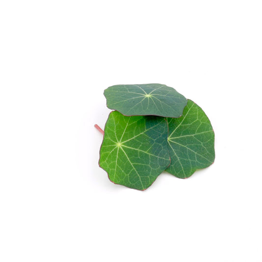 Micro Nasturtium Leaves for Restaurants/Hotels