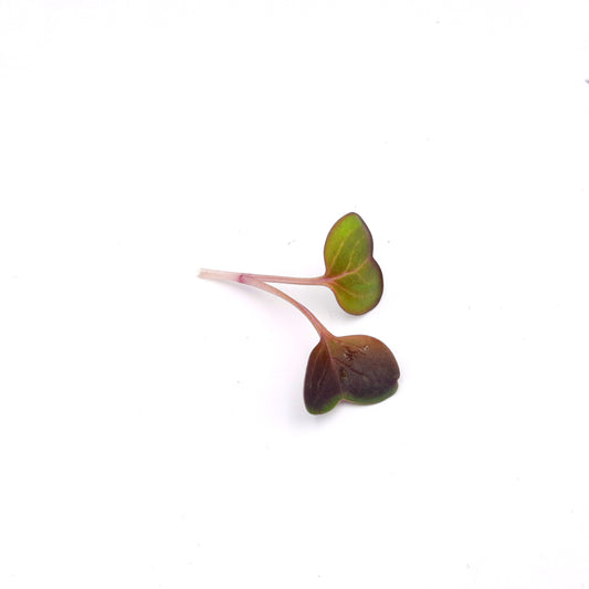 Micro Purple Radish Shoots for Restaurants/Hotels.