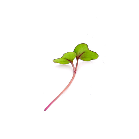 Micro Purple Cabbage Shoots for Restaurants/Hotels.