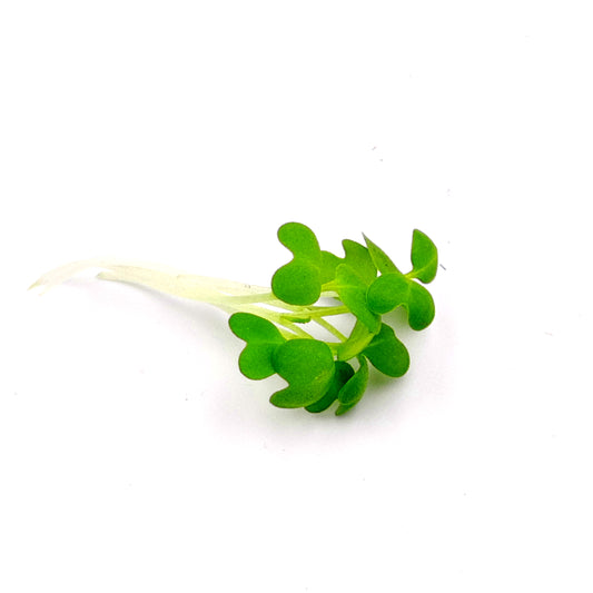 Micro Wasabi Shoots for Hotels/Restaurants.