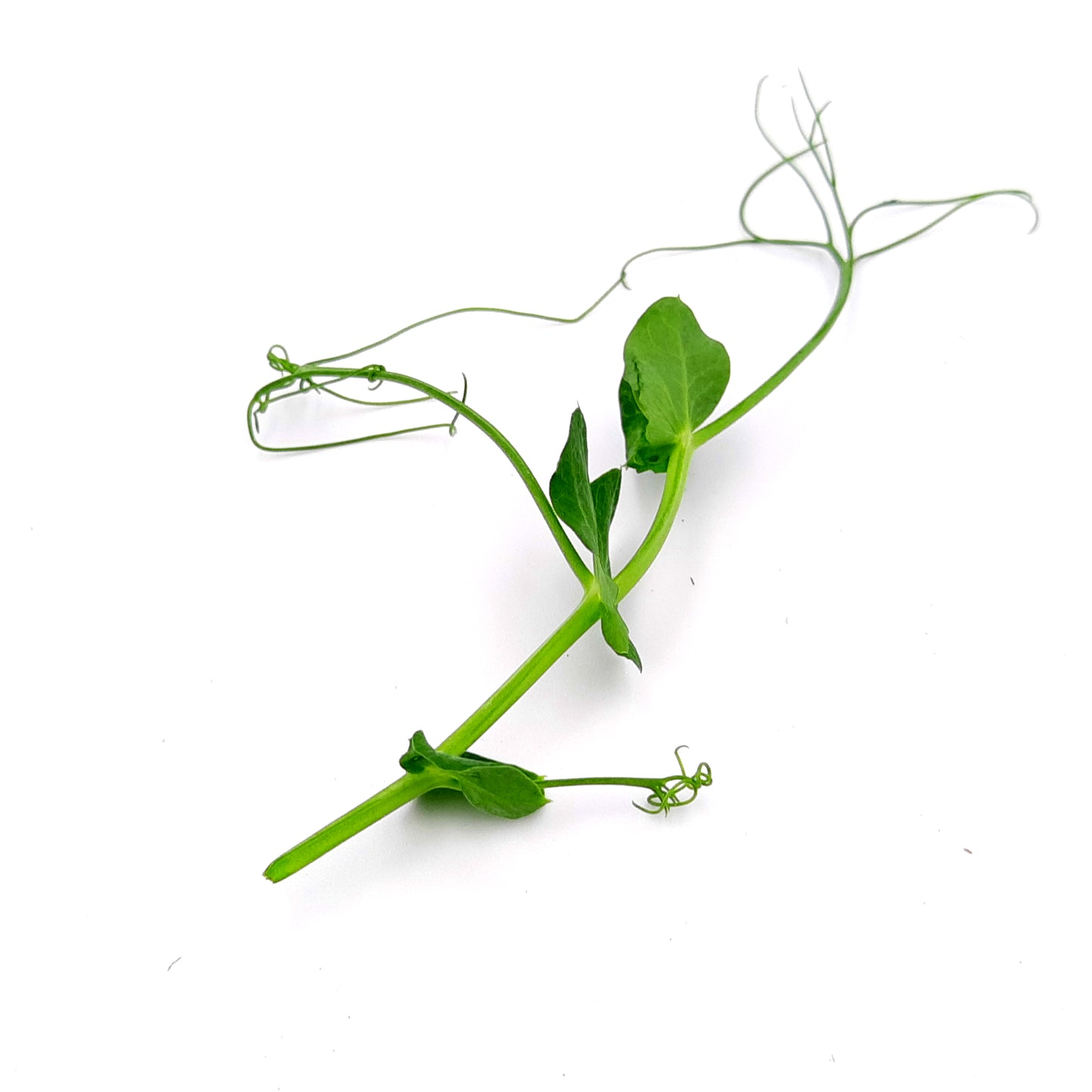 Micro Tendril Pea Shoots for Restaurants/Hotels