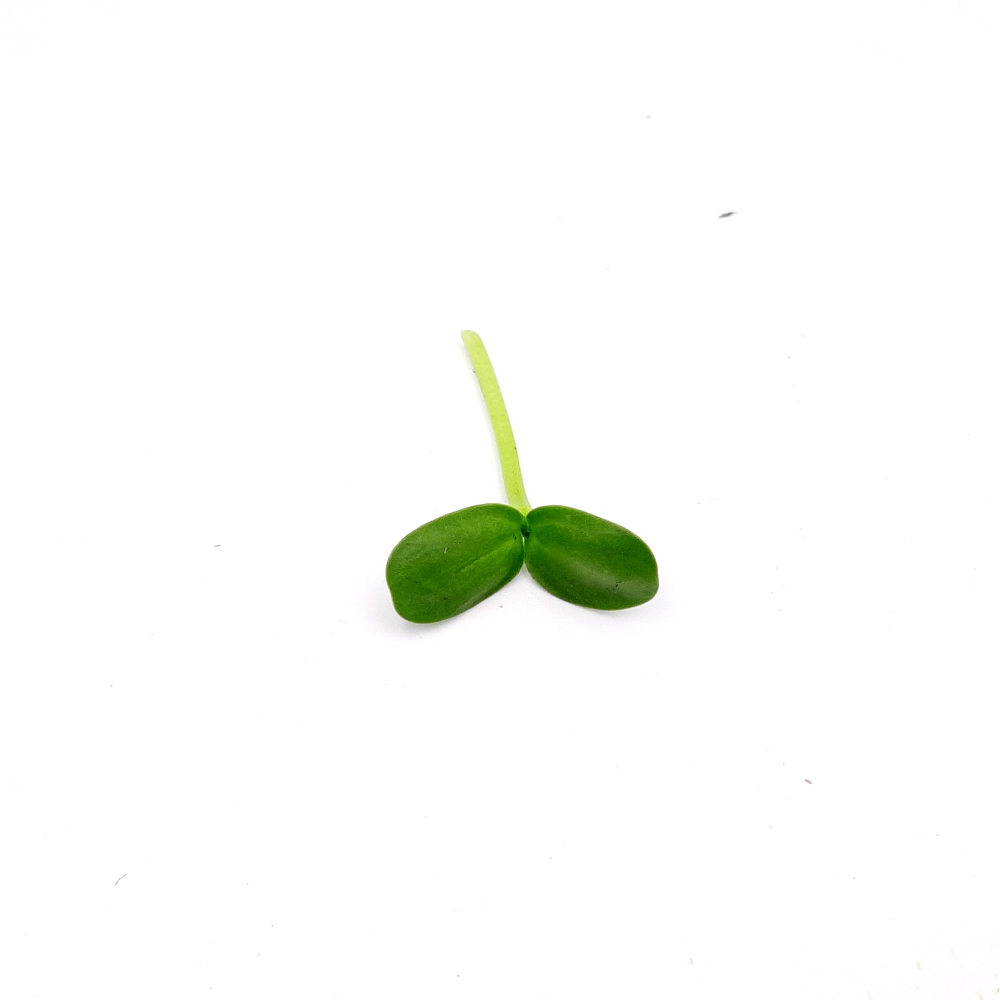 Micro Sunflower Shoots for Restaurants/Hotels.