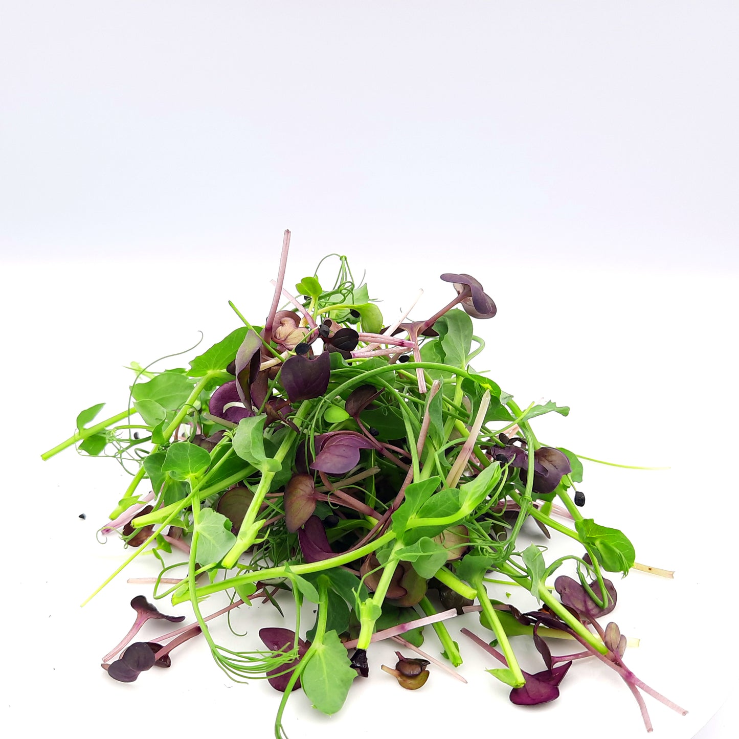 Micro-Herb Mix for Restaurants/Hotels.