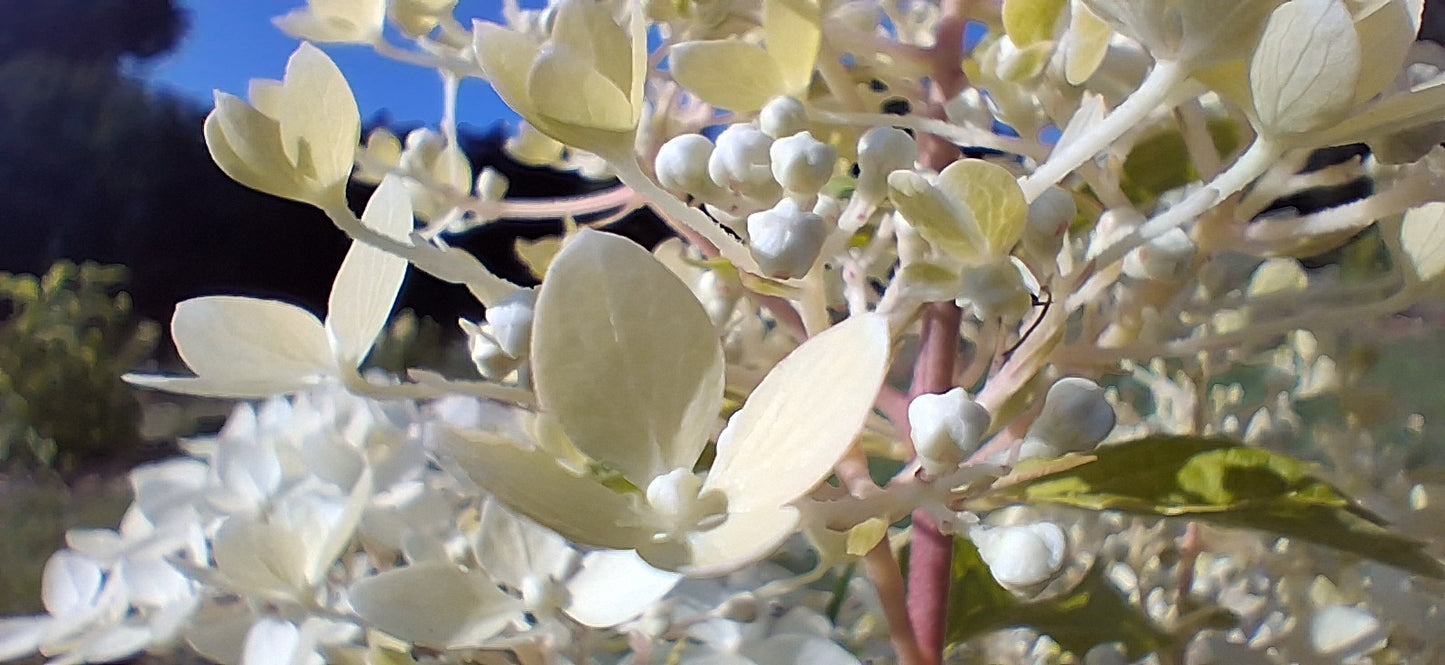 Silver Dollar Hydrangea — Fresh Cut Stems