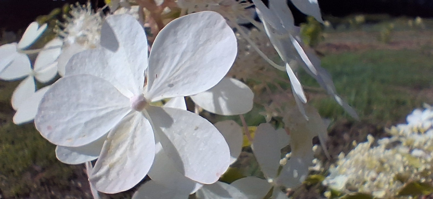 Silver Dollar Hydrangea — Fresh Cut Stems