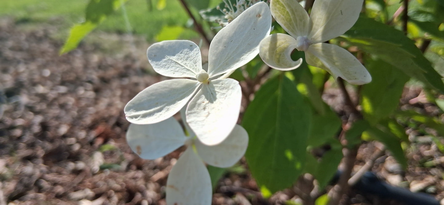 Silver Dollar Hydrangea — Fresh Cut Stems