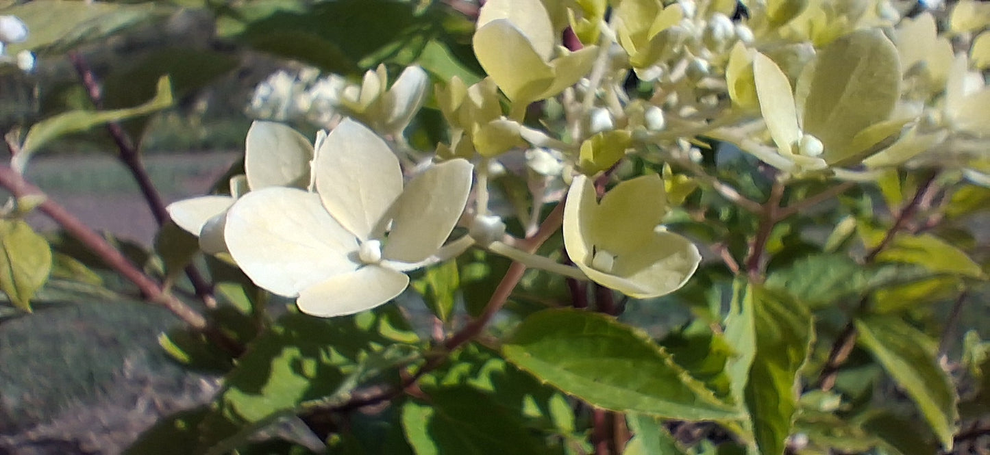 Silver Dollar Hydrangea — Fresh Cut Stems