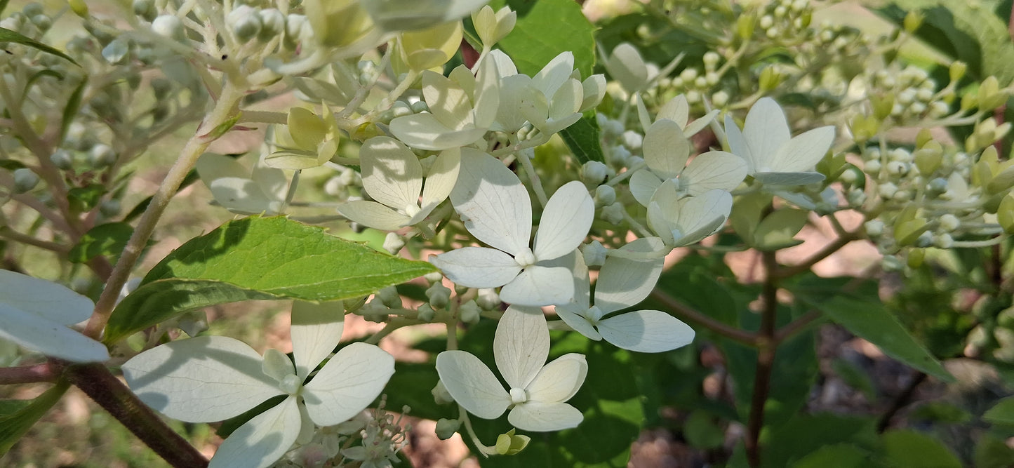 Silver Dollar Hydrangea — Fresh Cut Stems