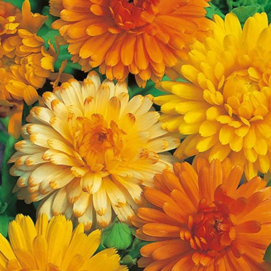 Calendula Art Shades seeds – produces warm-toned blooms in orange, apricot, and gold. Bee-friendly, easy to grow, perfect for borders, containers, and cut flowers.