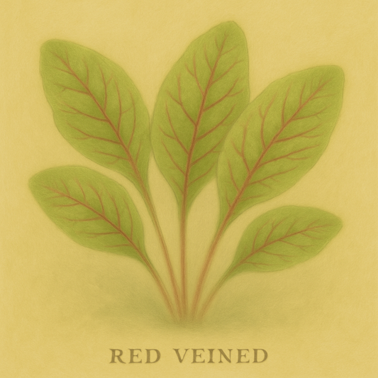 SORREL SEED - "RED VEINED" - 200 SEEDS