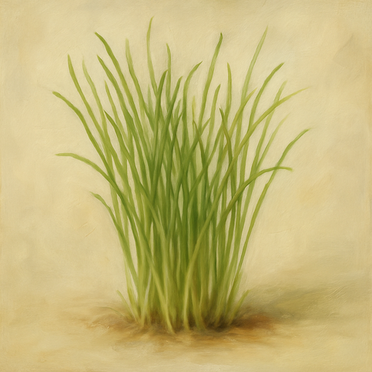 CHIVE MICRO-GREEN SEEDS X 300 SEEDS