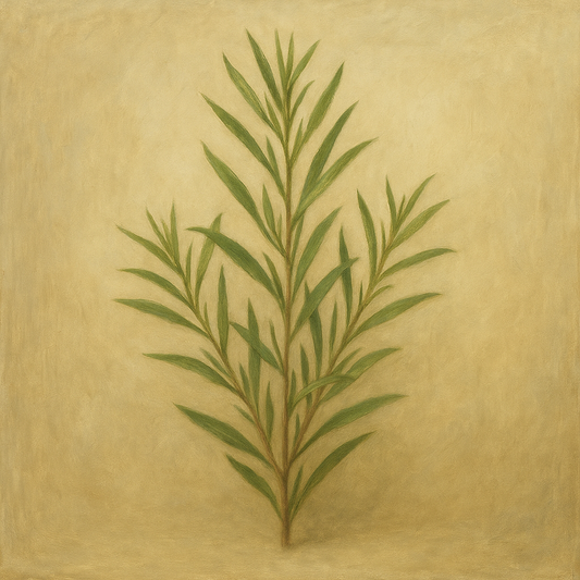 "Russian Tarragon Seeds - Hardy Perennial Herb for Culinary Use & Gardens