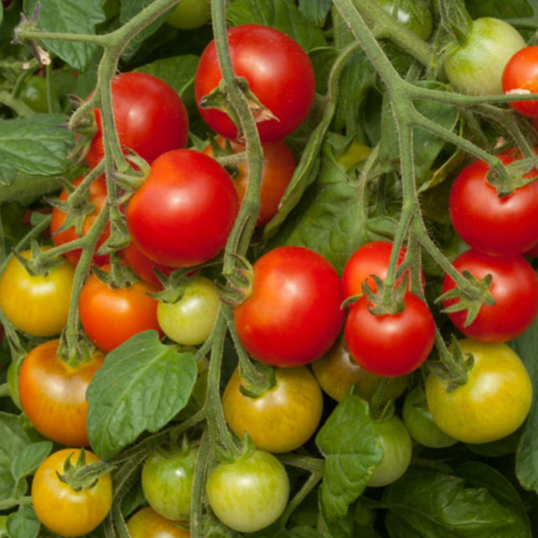 Cherry Falls Tomato seeds, perfect for growing sweet, juicy cherry tomatoes in hanging baskets or containers. Compact and easy to grow, ideal for small spaces and balconies.