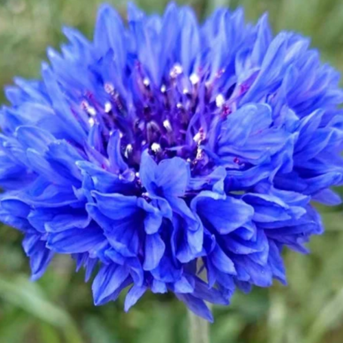 "Vibrant blue Cornflower 'Crown Double Strain' blooms in a garden, perfect for borders, cut flowers, and pollinator-friendly spaces."