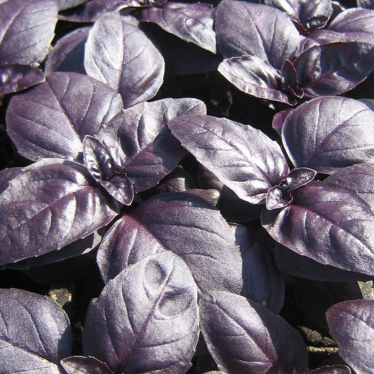 "Packet of Crimson King Basil Seeds – aromatic herb with vibrant red leaves and a sweet, spicy flavour, perfect for cooking and garnishing, ideal for gardens and containers."