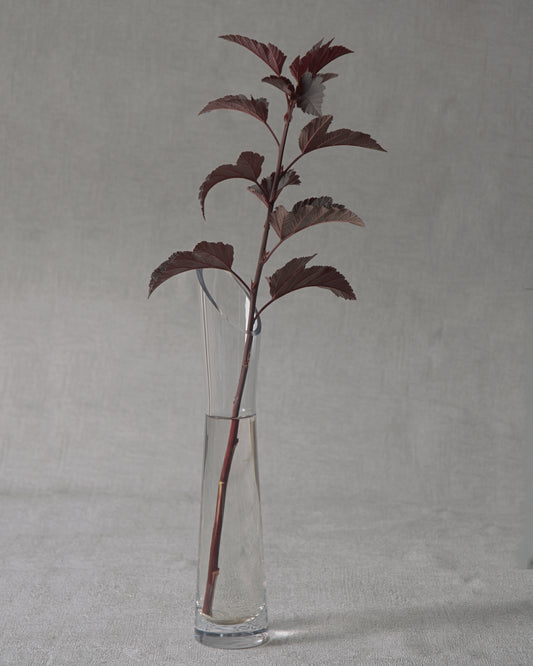 Ninebark — Fresh Cut Stems