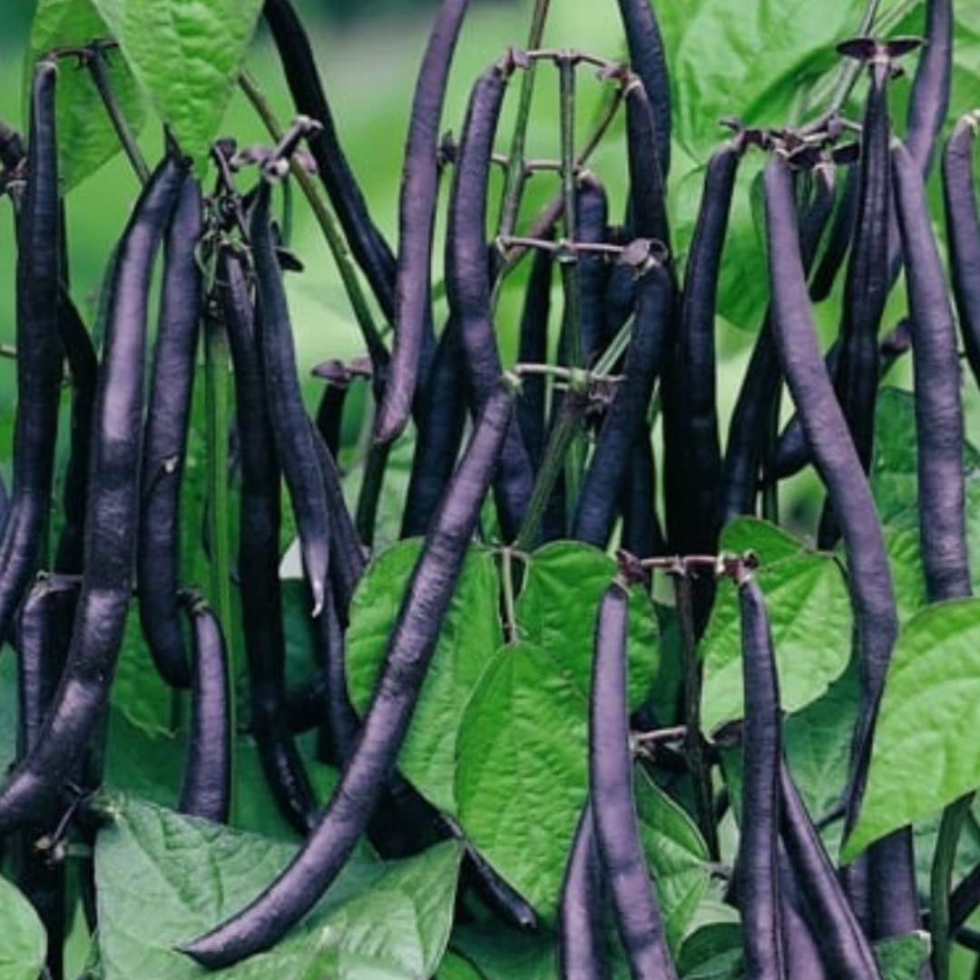 "Packet of Dwarf French Bean Purple Teepee Seeds - heirloom variety producing vibrant purple pods that turn green when cooked, perfect for small gardens and containers."