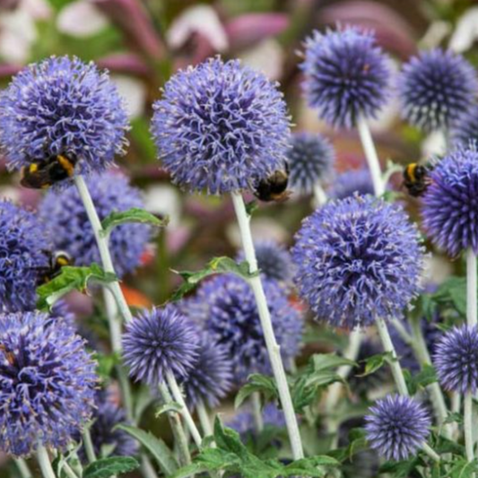 Echinops Ritro (Blue Globe Thistle) seeds – hardy perennial with spiky blue flowers, bee-friendly and drought-tolerant, perfect for wildlife gardens.