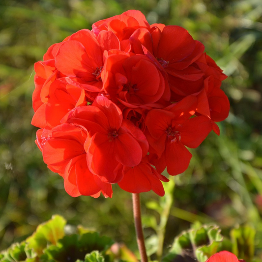 Bright Geranium Cabaret Mixed F2 flowers in full bloom – a vibrant mix of red, pink, and white blossoms, ideal for garden beds and containers.