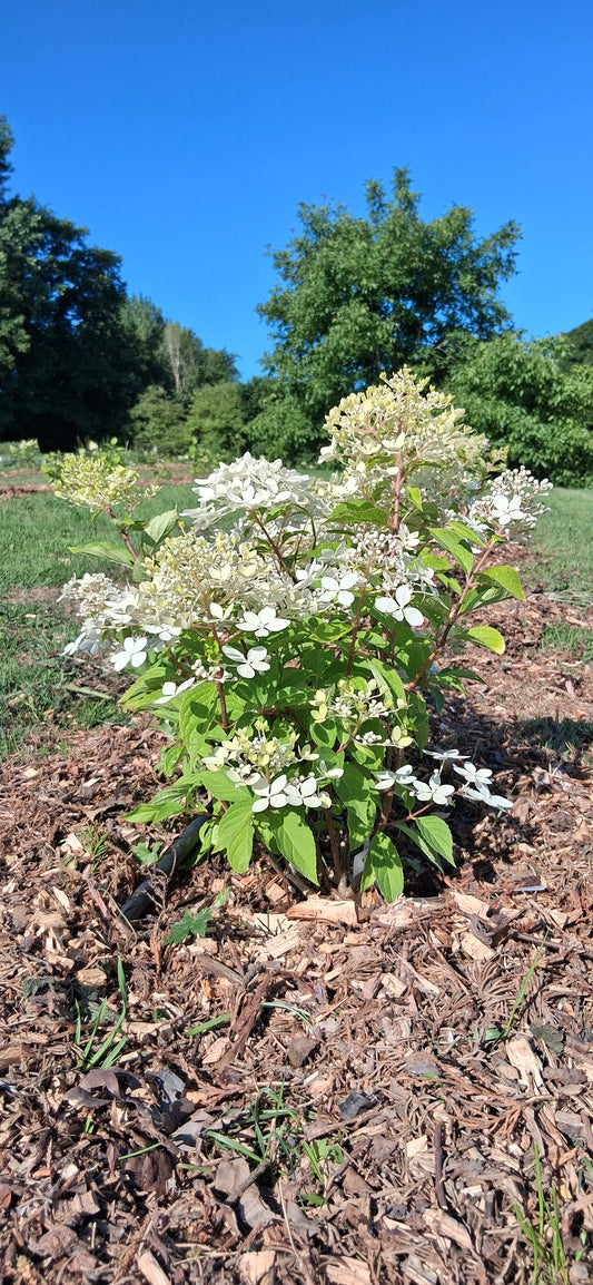 Creamy-white flowers of Hydrangea paniculata Silver Dollar growing at Curriott Hill Nursery