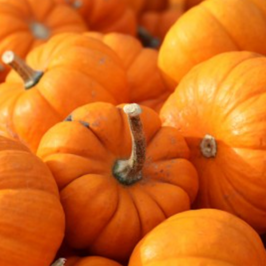 "Packet of Jack Be Little Pumpkin Seeds - miniature pumpkins perfect for autumn decorations, crafts, and culinary use, easy to grow in gardens or containers."