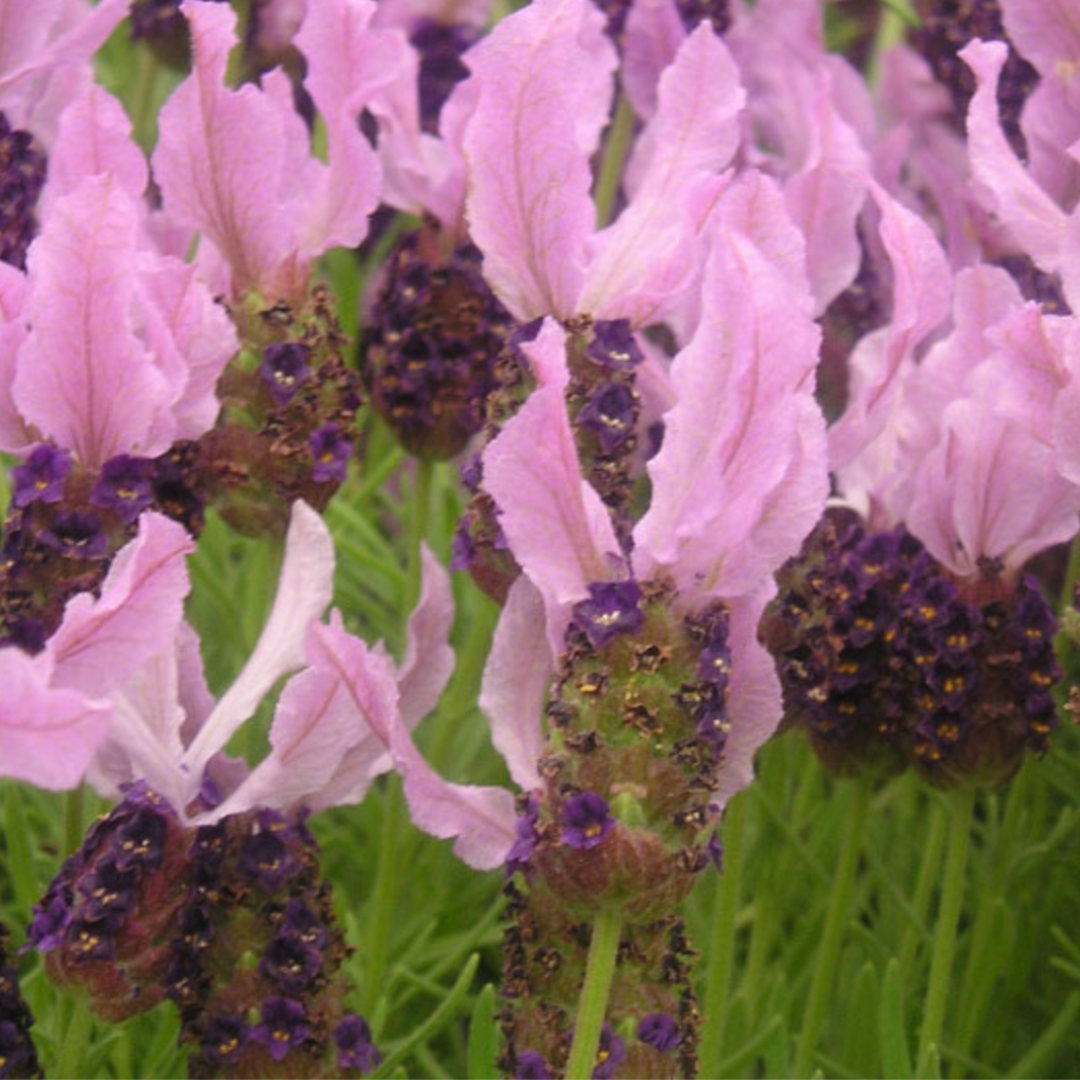 Packet of Lavender Stoechas (French Lavender) Seeds – aromatic, drought-resistant variety with vibrant purple flowers; ideal for gardens and containers, attracting pollinators and enhancing your outdoor space."