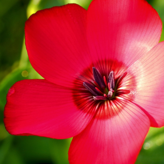 Close-up of vibrant red Linum rubrum (Red Flax) flowers blooming in a sunny garden – perfect wildflower for pollinators like bees and butterflies.

