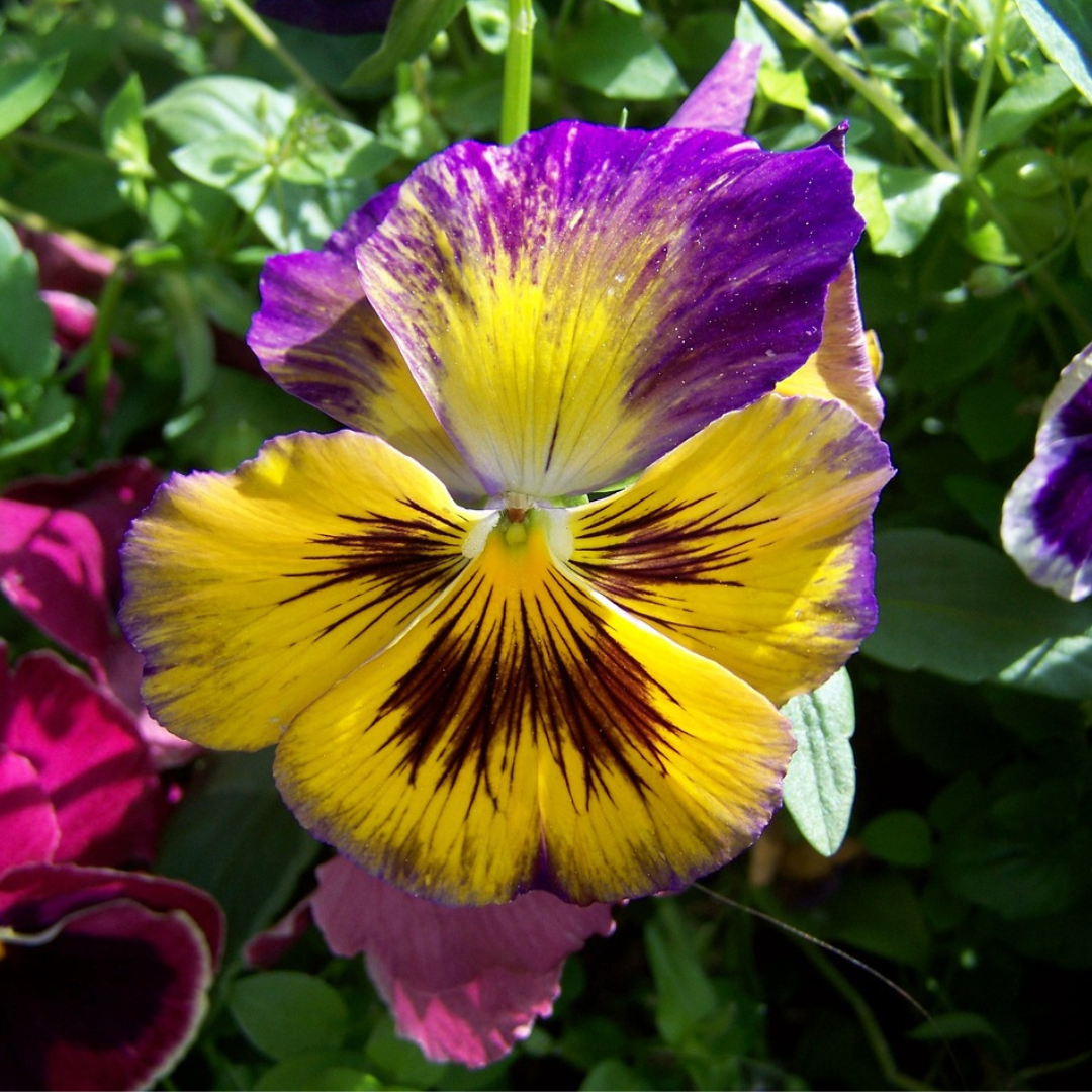 "Close-up of colorful Pansy Frizzle Sizzle blooms, hardy and pollinator-friendly flowers for UK gardens"
