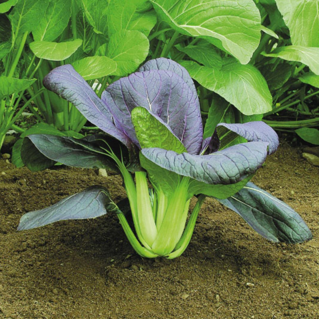 "Packet of Pak Choi F1 Seeds – fast-growing, tender Asian greens ideal for stir-fries, salads, and soups; easy to grow in gardens or containers."