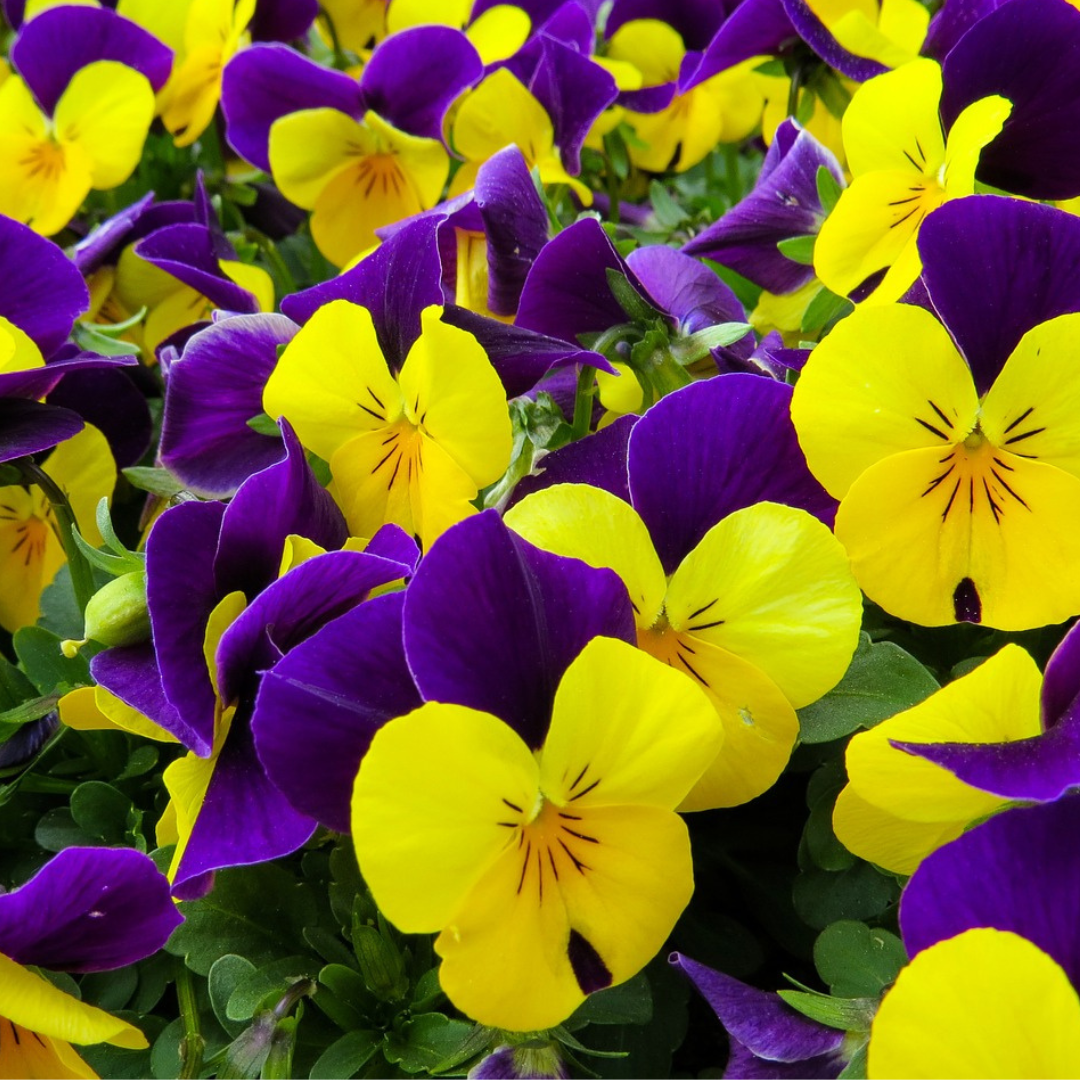 Packet of Pansy Freefall Purple Wing F1 Seeds – trailing viola with vibrant purple and white flowers, ideal for UK hanging baskets"