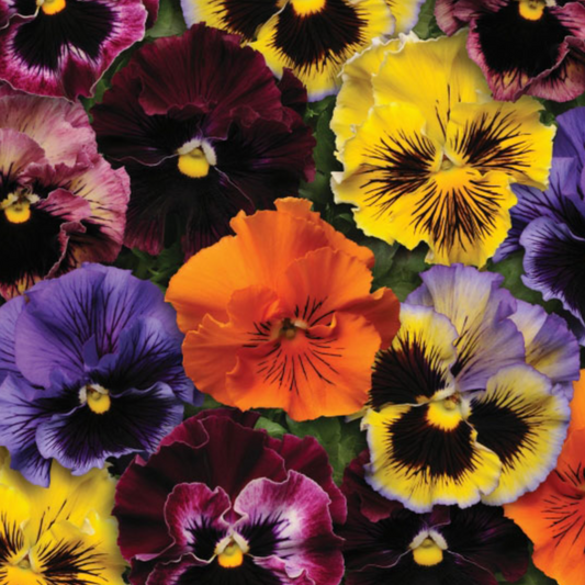 "Packet of Pansy Frizzle Sizzle Mixed F1 Seeds for planting, ruffled pansy blooms in vibrant colors for garden beds and containers"