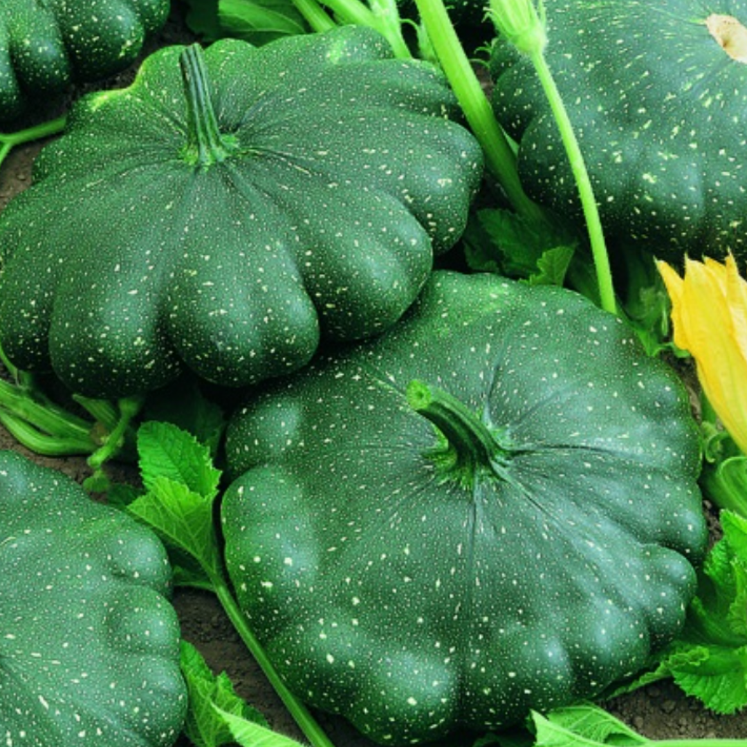 Packet of Patty Pan Greendisc F1 Seeds – unique round squash variety with tender skin, ideal for roasting and grilling; perfect for gardens and containers, providing a delicious summer harvest."