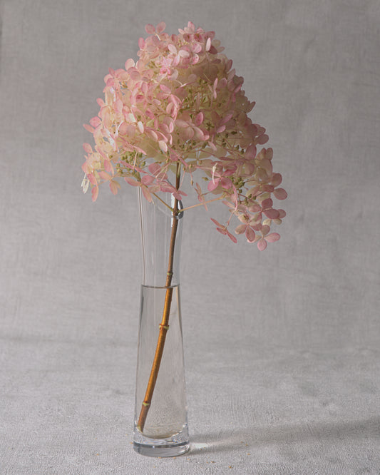 Phantom Hydrangea — Fresh Cut Stems