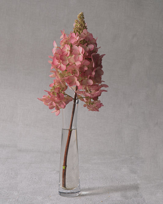 Pinky Winky Hydrangea — Fresh Cut Stems