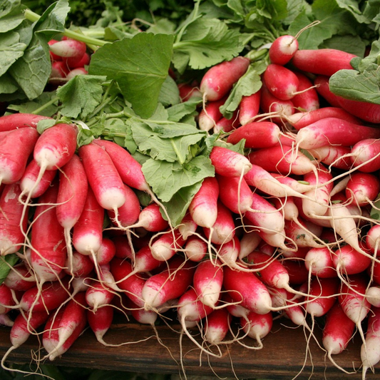 
"Packet of Radish French Breakfast 3 Seeds – fast-growing heirloom radishes with a crisp texture and mildly spicy flavour, perfect for salads and garnishes. Easy to grow in gardens or containers."