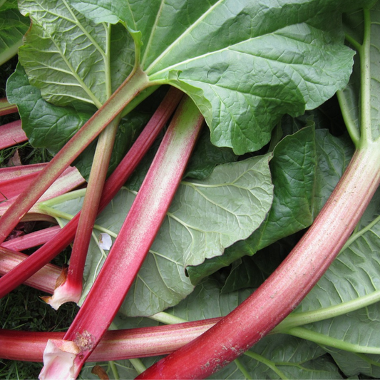 Packet of Rhubarb Perpetual Seeds – hardy perennial variety with vibrant red-green stalks, perfect for pies, crumbles, and preserves; easy to grow and ideal for UK gardens."