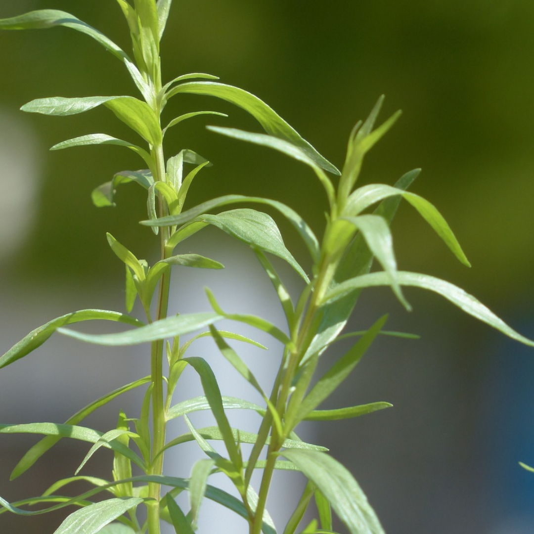 "Close-up of Russian Tarragon plant with vibrant green feathery leaves, perfect for culinary use and herb gardens."