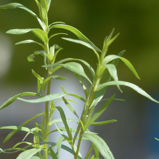 "Close-up of Russian Tarragon plant with vibrant green feathery leaves, perfect for culinary use and herb gardens."