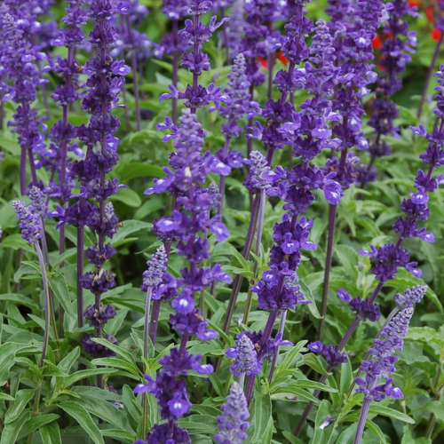 Close-up of Salvia Splendens Farinacea Victoria in full bloom, showcasing vibrant blue flowers. A bee-friendly, drought-tolerant perennial ideal for gardens, borders, and containers.