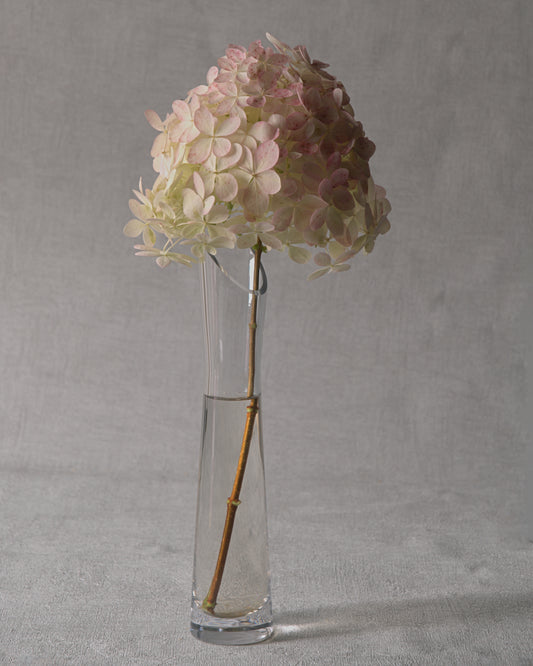 Silver Dollar Hydrangea — Fresh Cut Stems